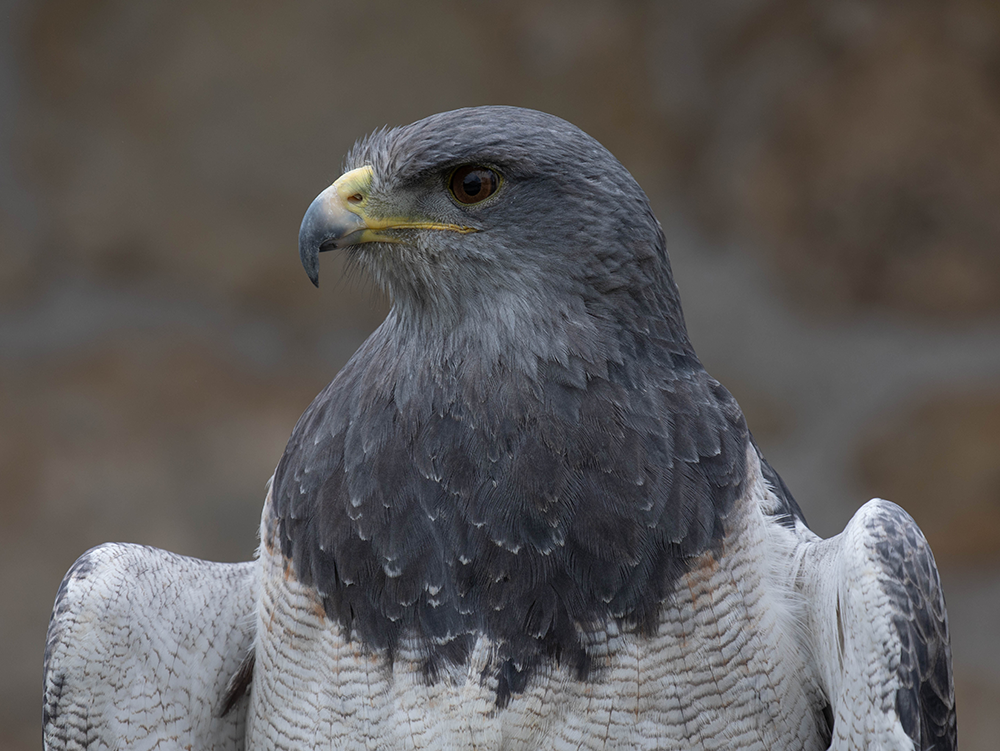 Blaubussard (Aguja) Image