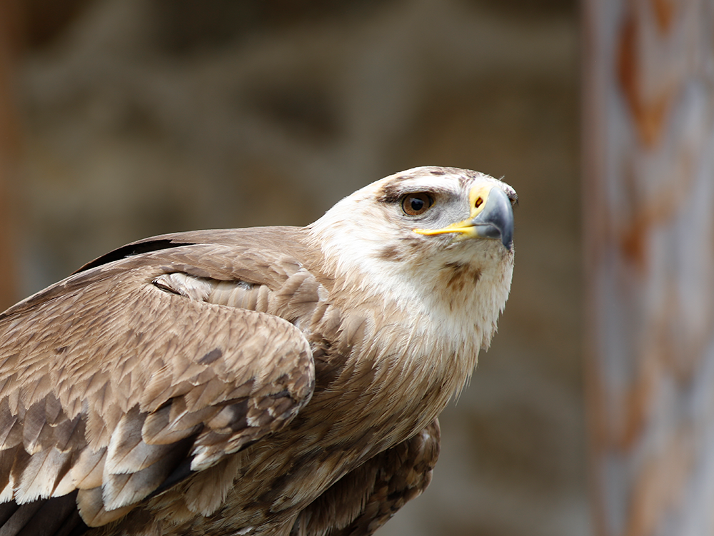 Kaiseradler Image