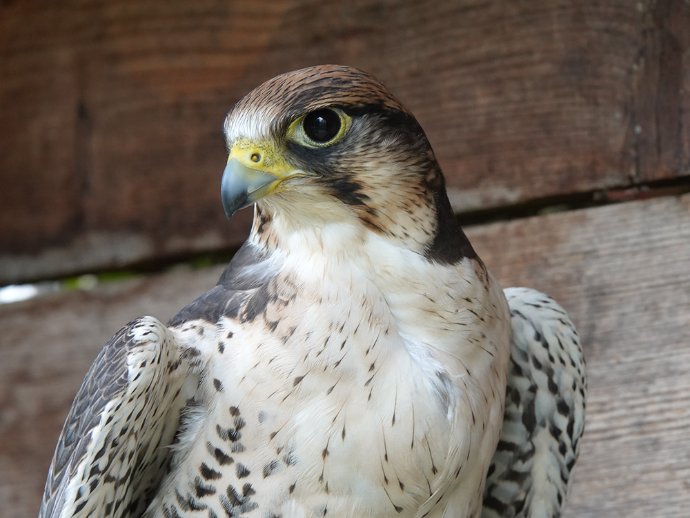 Lannerfalke Image