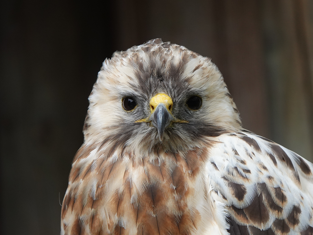 Mäusebussard Image