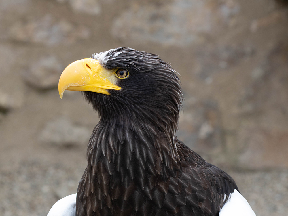 Riesenseeadler Image