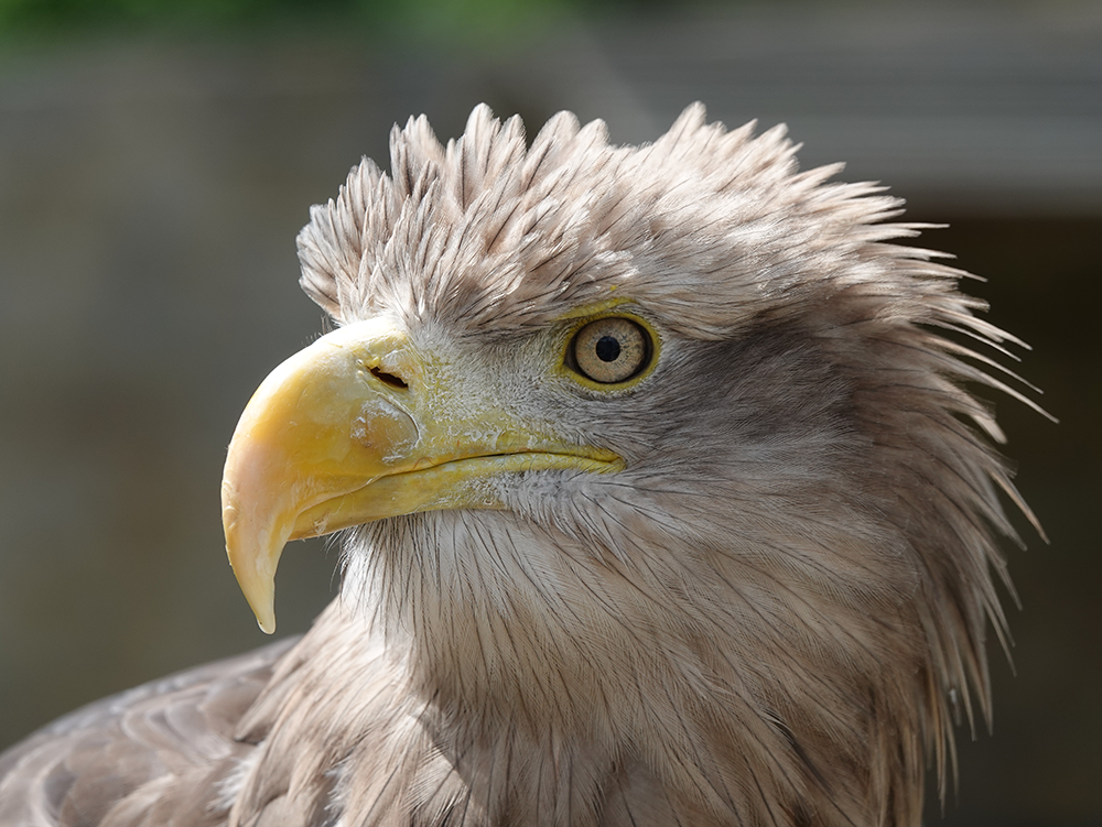 Europäischer Seeadler Image