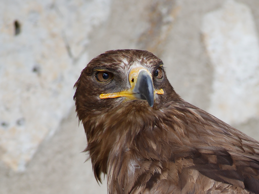Steinadler Image