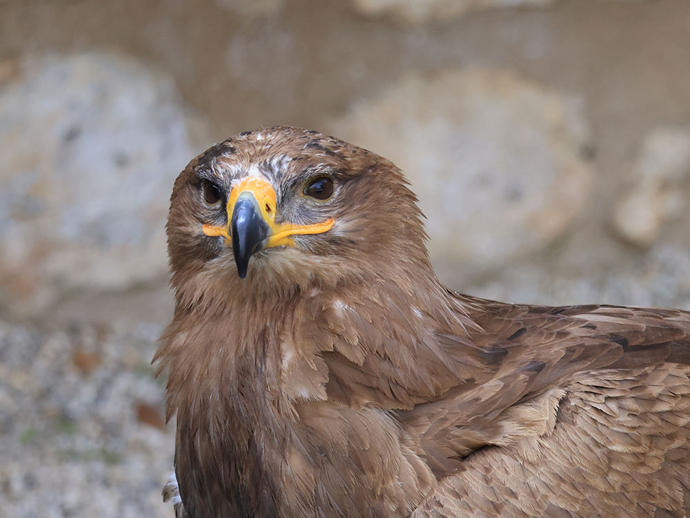 Steppenadler Image