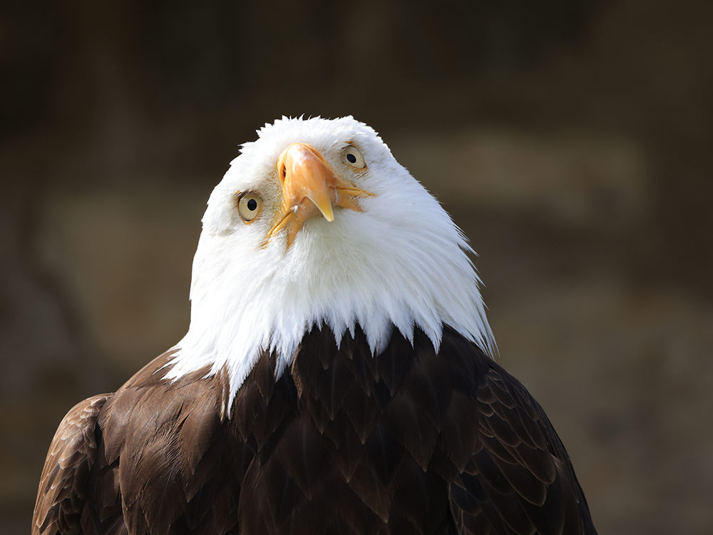 Weisskopfseeadler Image