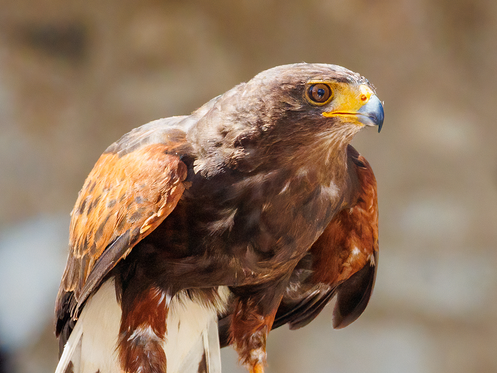Wüstenbussard Image